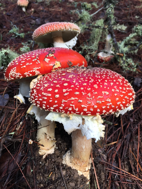 Amanita Muscaria