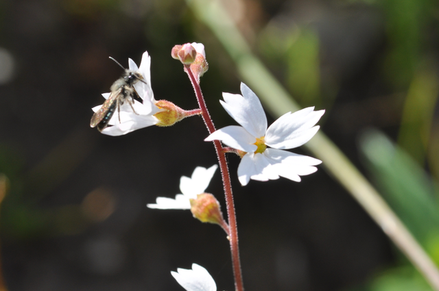 Bee and Woodland Star