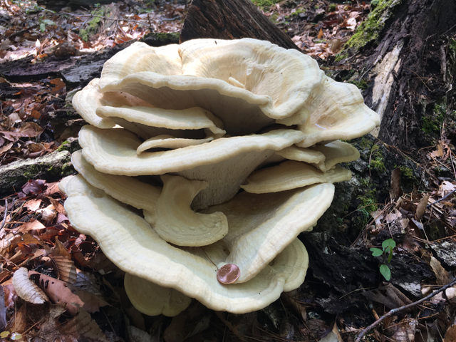 Berkeley's Polypore