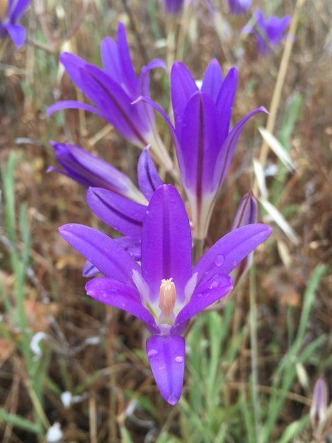 Brodiaea