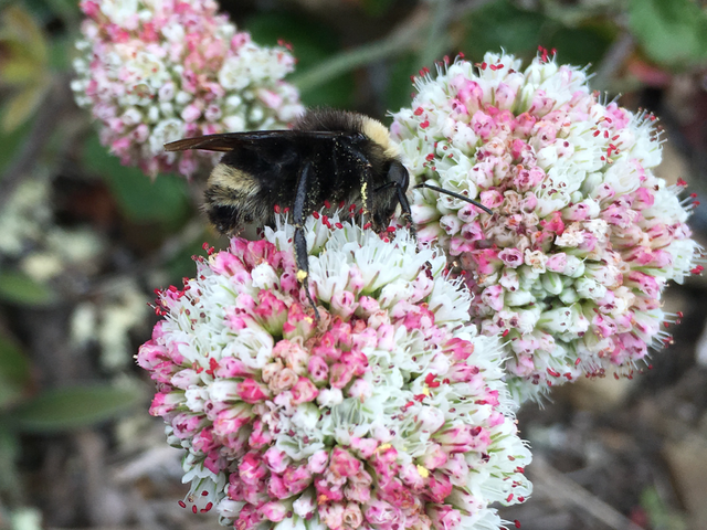 Bummble Bee on Buckwheat