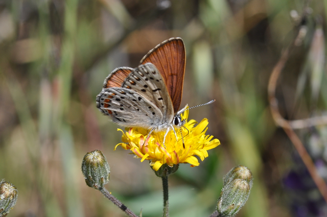 Butterfly on Aster