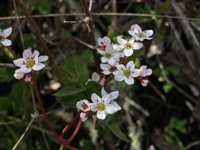 California Saxifrage