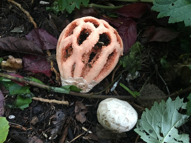 Latticed Stinkhorn