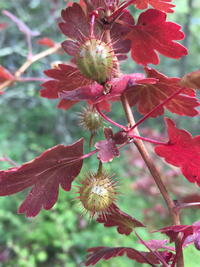 Canyon Gooseberry