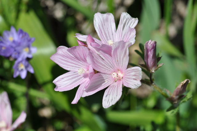 Checker Bloom