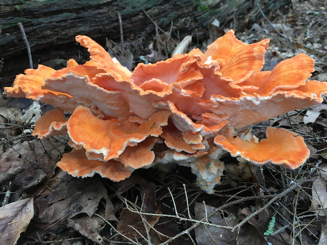 Chicken of the Woods