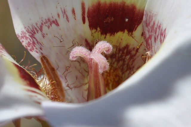 Clay Mariposa Lily