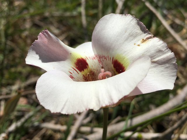 Clay Mariposa Lily