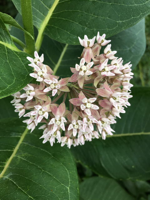 Common Milkweed