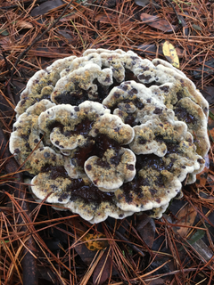 Dyer's Polypore 1