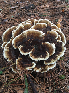 Dyer's Polypore 2