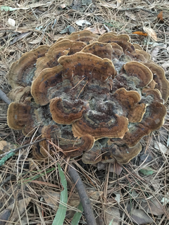 Dyer's Polypore 3