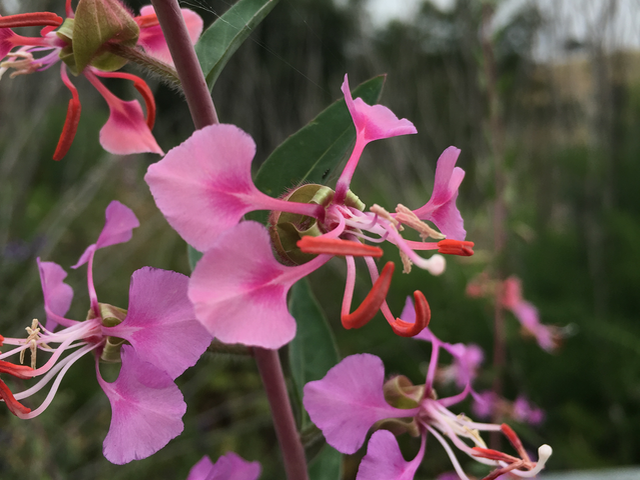 Elegant clarkia