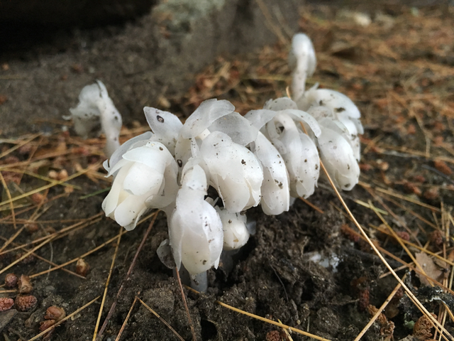 Ghost Plant