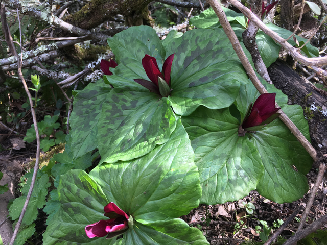 Giant Trillium