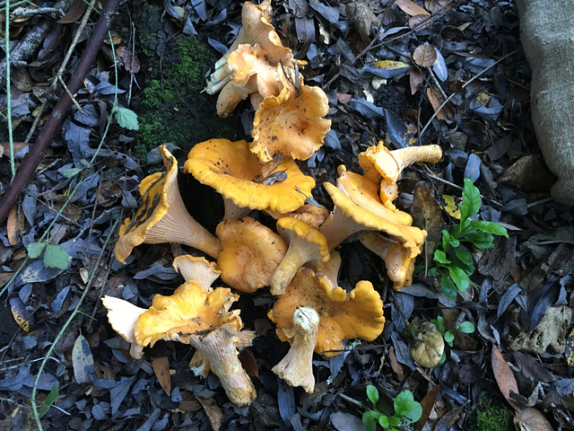 Golden Chanterelles