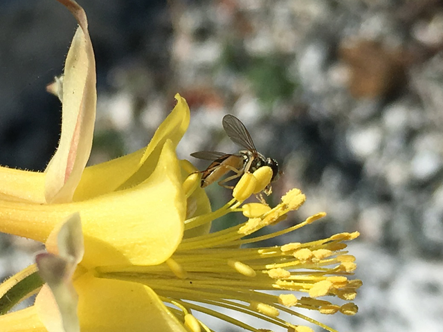 Golden Columbine