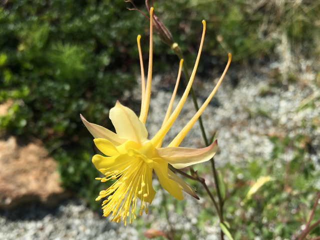 Golden Columbine