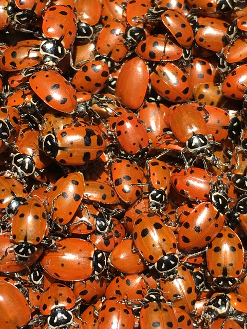 Lady Bugs