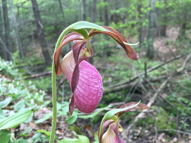 Lady Slipper