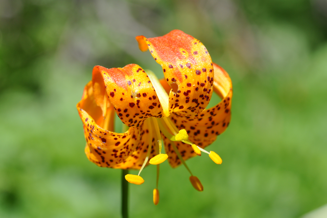 Leopard Lily