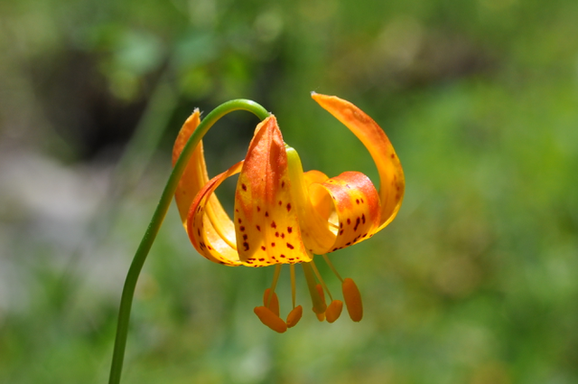 Leopard Lily