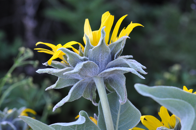 Mule Ear