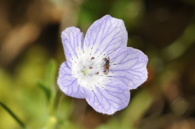 nemophila