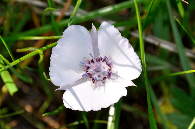 Normal Oakland Star Tulip