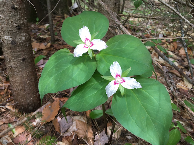 Painted Trillium