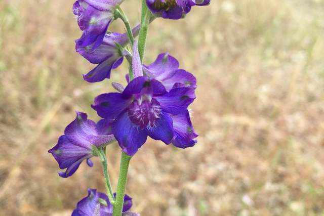 Purple Larkspur