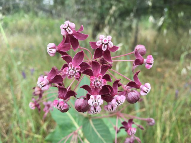 Milkweed