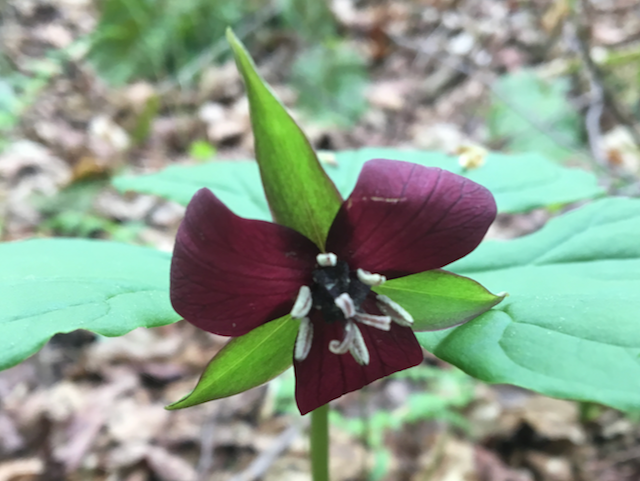 Purple Trillium