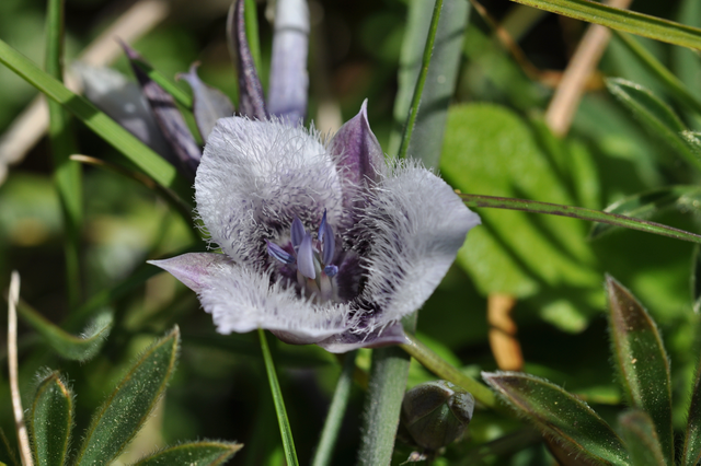 Tolmie Star Tulip