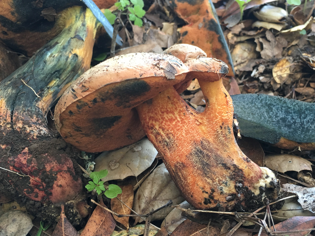 Red Pored Bolete