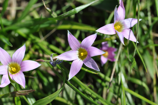 Rosy sandcrocus