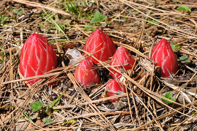 Snow Plant