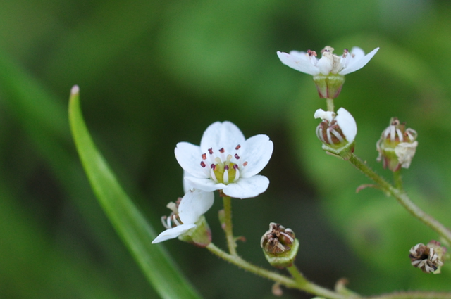 Saxifrage