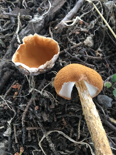 Scaley Stalked Puffball