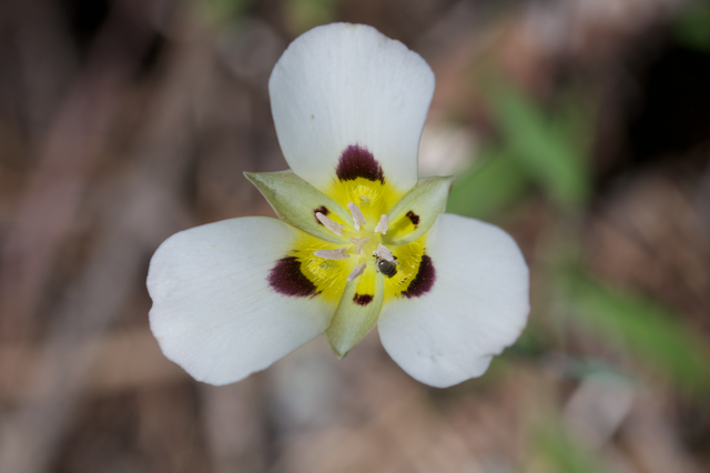 Sego Lily