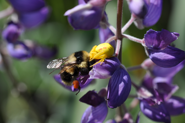 Spider and Bee