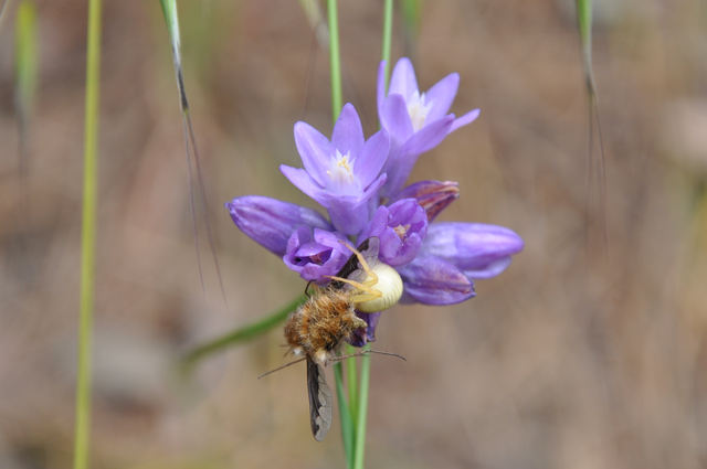 Spider and Hairy Fly