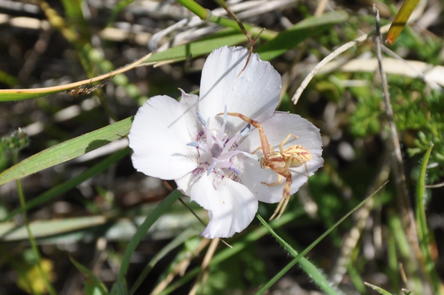 Spider on Oakland Star Tulip