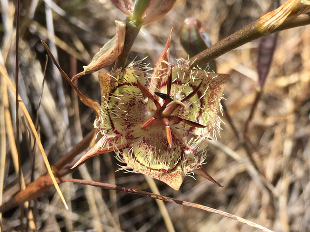 Tiburon Mariposa Lily