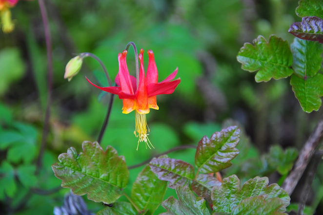 Western Columbine