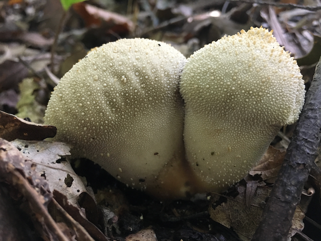 Lycoperdon perlatum