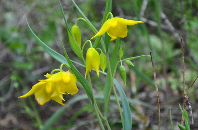 Yellow Fairy Lantern