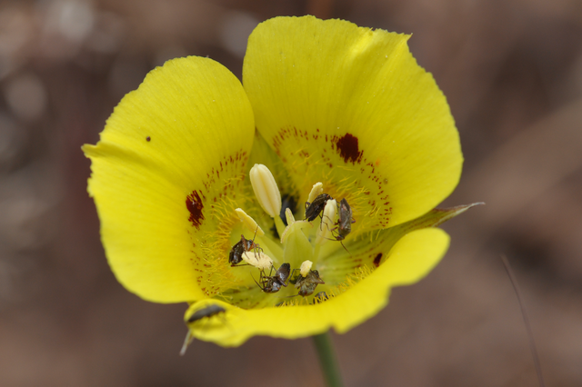 Bugs on Yellow Mariposa Lily