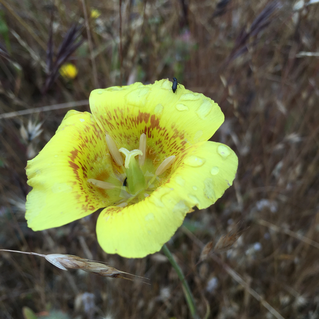 Yellow Mariposy Lily